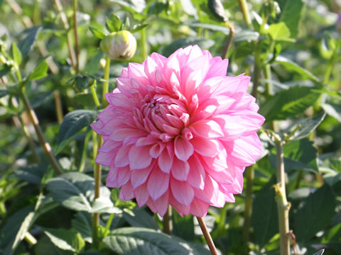 Dahlia hybrida cv. Cheer Dance