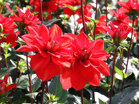 Dahlia hybrida cv. Cherry Drop