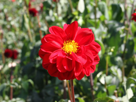 Dahlia hybrida cv. Choco Ball