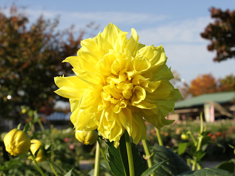 Dahlia hybrida cv. Tsugumi