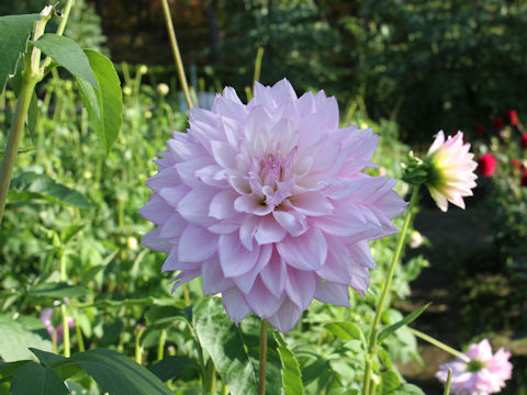 Dahlia hybrida cv. Tsuyahime