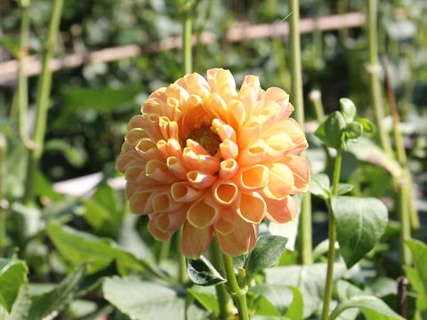 Dahlia hybrida cv. Deep Apricot