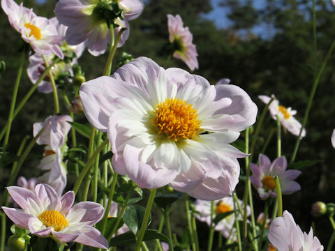 Dahlia hybrida cv. Teesbrooke Audrey