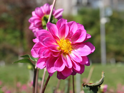 Dahlia hybrida cv. Nice