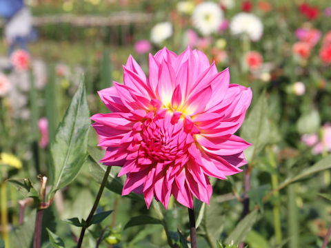 Dahlia hybrida cv. Nadeshiko Pink