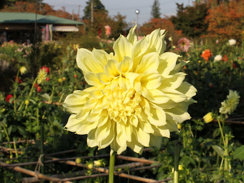 Dahlia hybrida cv. Nabananosato