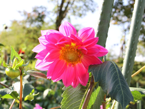 Dahlia hybrida cv. New Hanazono