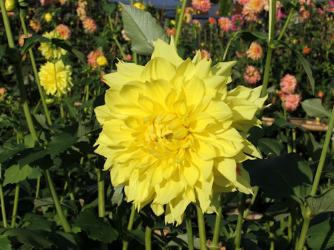 Dahlia hybrida cv. Bird of Paradise