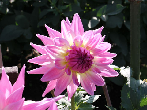 Dahlia hybrida cv. Bird Juster