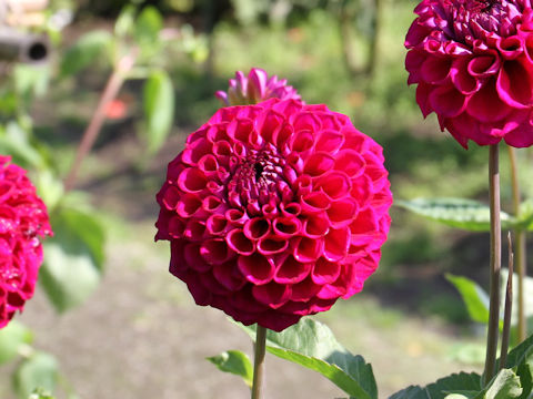 Dahlia hybrida cv. Purple Night