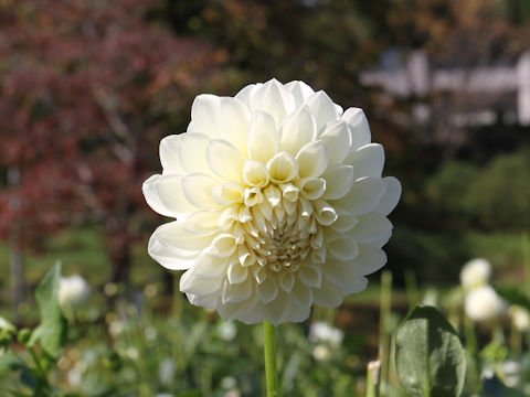 Dahlia hybrida cv. Pearl Light