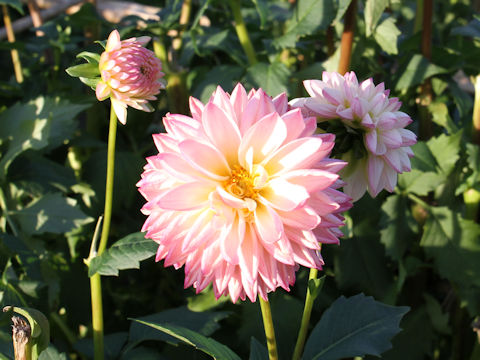 Dahlia hybrida cv. Valley Porcupine