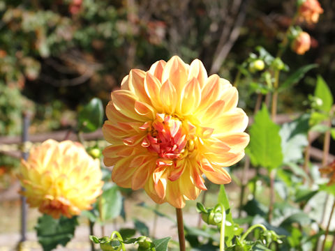 Dahlia hybrida cv. Hi-Crown