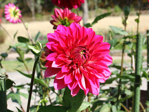 Dahlia hybrida cv. High-tension