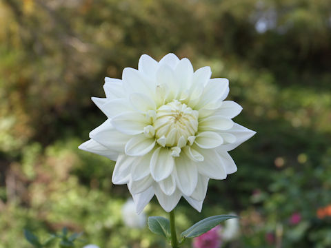 Dahlia hybrida cv. Powder Snow