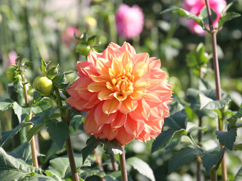 Dahlia hybrida cv. Hajirainoyume