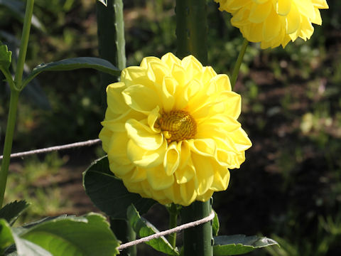 Dahlia hybrida cv. Hachimitsu-Bonbon