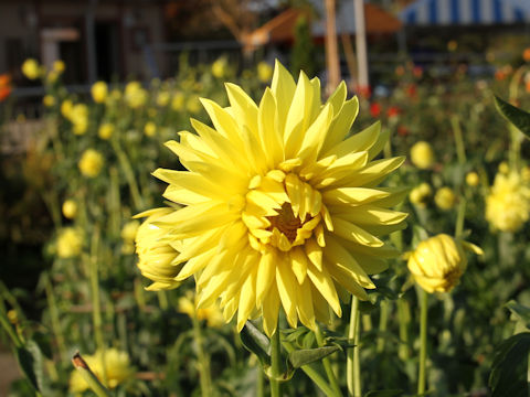 Dahlia hybrida cv. Happy Days