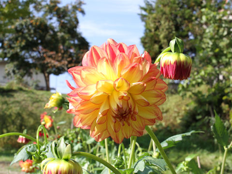 Dahlia hybrida cv. Parade