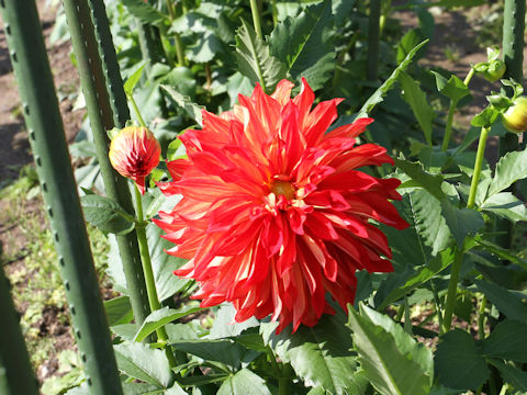 Dahlia hybrida cv. Halloween Party