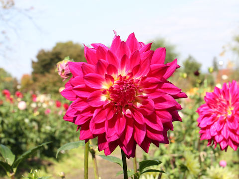 Dahlia hybrida cv. Big Performance