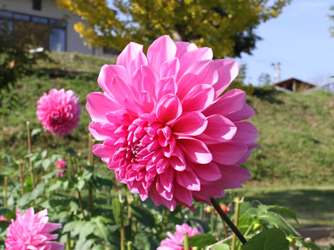 Dahlia hybrida cv. Hinameguri