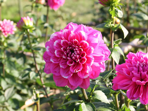 Dahlia hybrida cv. Beautiful Days