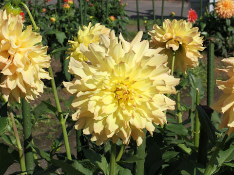 Dahlia hybrida cv. Hiyoko