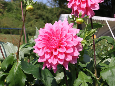 Dahlia hybrida cv. Pink Quartz