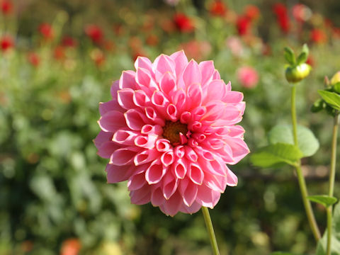 Dahlia hybrida cv. Pink Sapphire