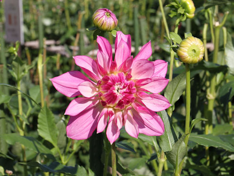 Dahlia hybrida cv. Pink Star