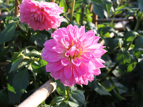 Dahlia hybrida cv. Pink Panther