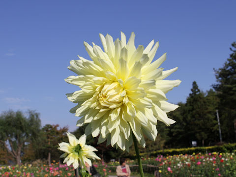 Dahlia hybrida cv. First Kiss