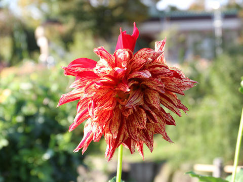 Dahlia hybrida cv. Fireworks