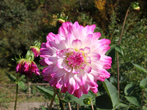 Dahlia hybrida cv. Fidalgo Sprash