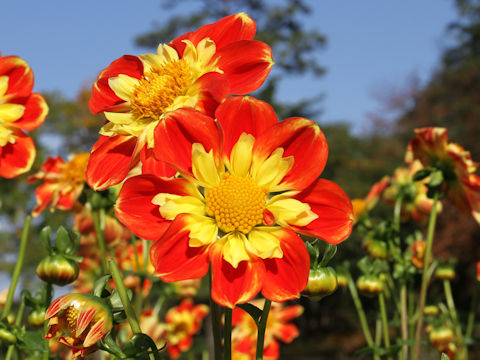 Dahlia hybrida cv. Pooh