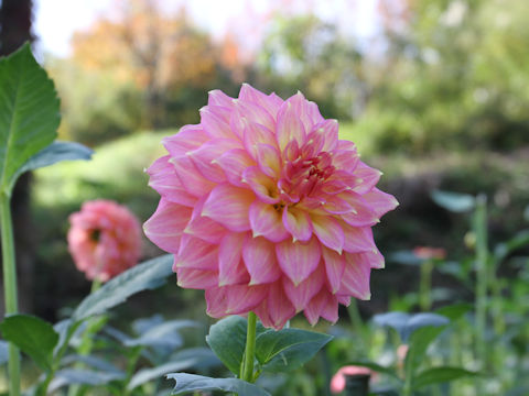 Dahlia hybrida cv. Bouquet