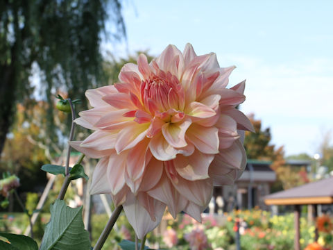 Dahlia hybrida cv. Fairway Pilot