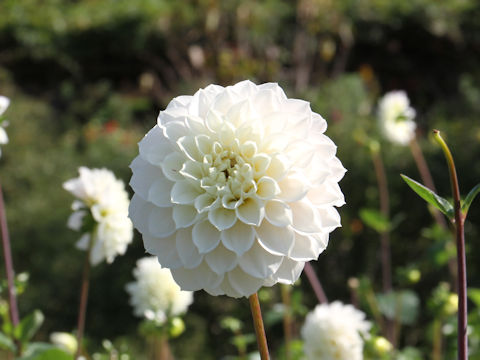 Dahlia hybrida cv. Planetarium