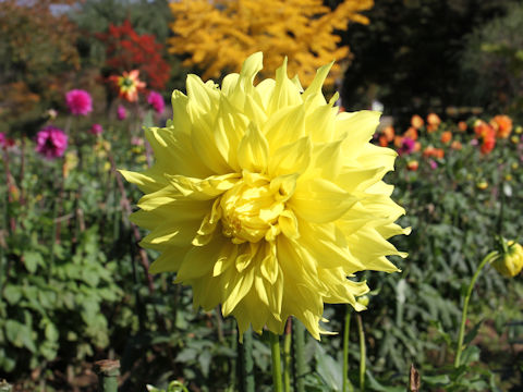 Dahlia hybrida cv. Frista