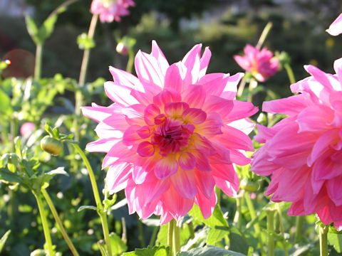 Dahlia hybrida cv. Princess Masako