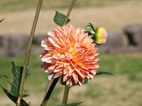 Dahlia hybrida cv. Pair Lady