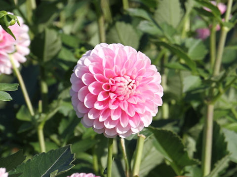 Dahlia hybrida cv. Baby Pink