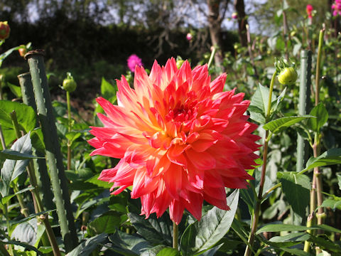 Dahlia hybrida cv. Pechka