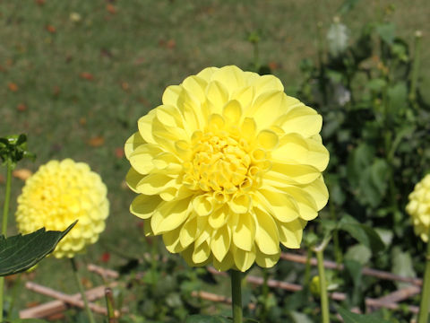 Dahlia hybrida cv. Headlight