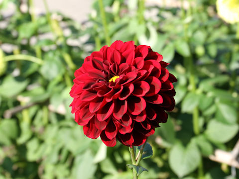 Dahlia hybrida cv. Banidaizu