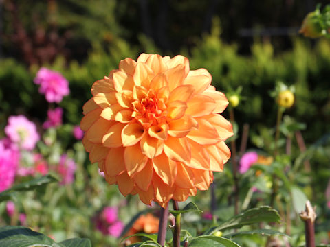 Dahlia hybrida cv. Baninoyume