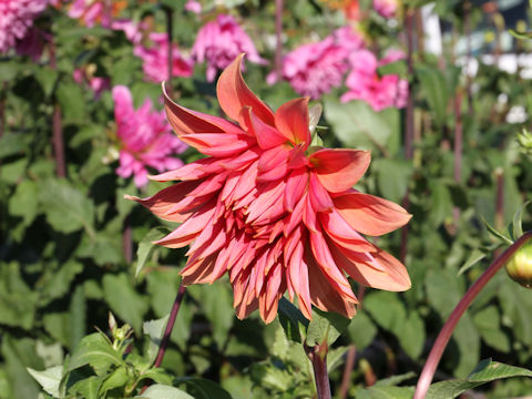 Dahlia hybrida cv. Bell of Palmela