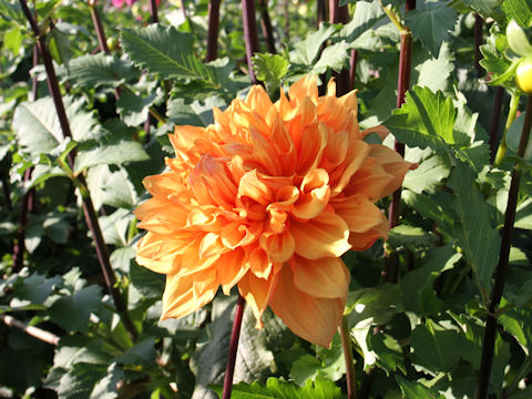 Dahlia hybrida cv. Ben Huston