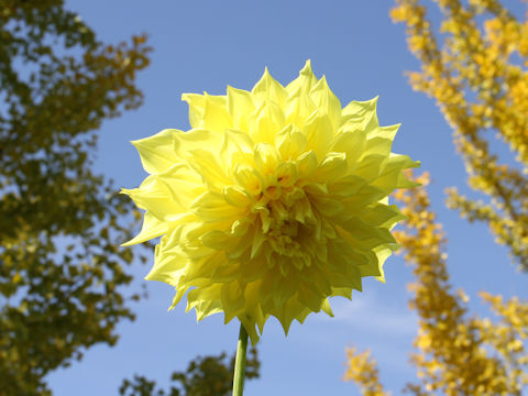 Dahlia hybrida cv. Penhill Yellow Queen